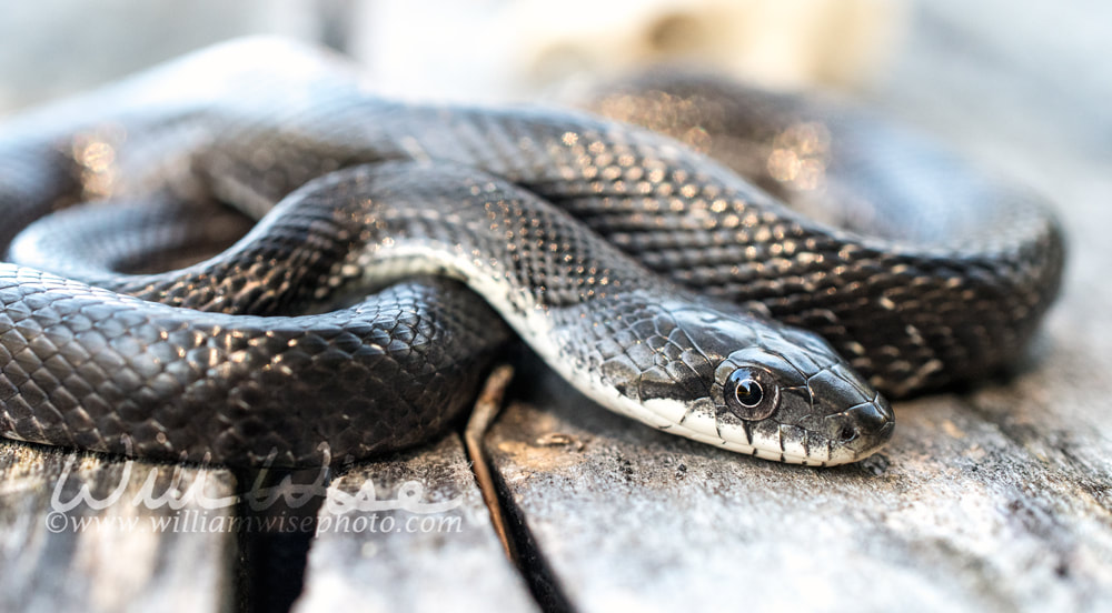 Pantherophis Rat Snake Picture