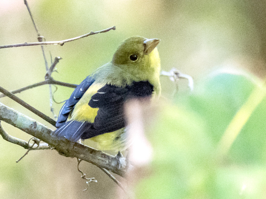 Scarlet Tanager Picture