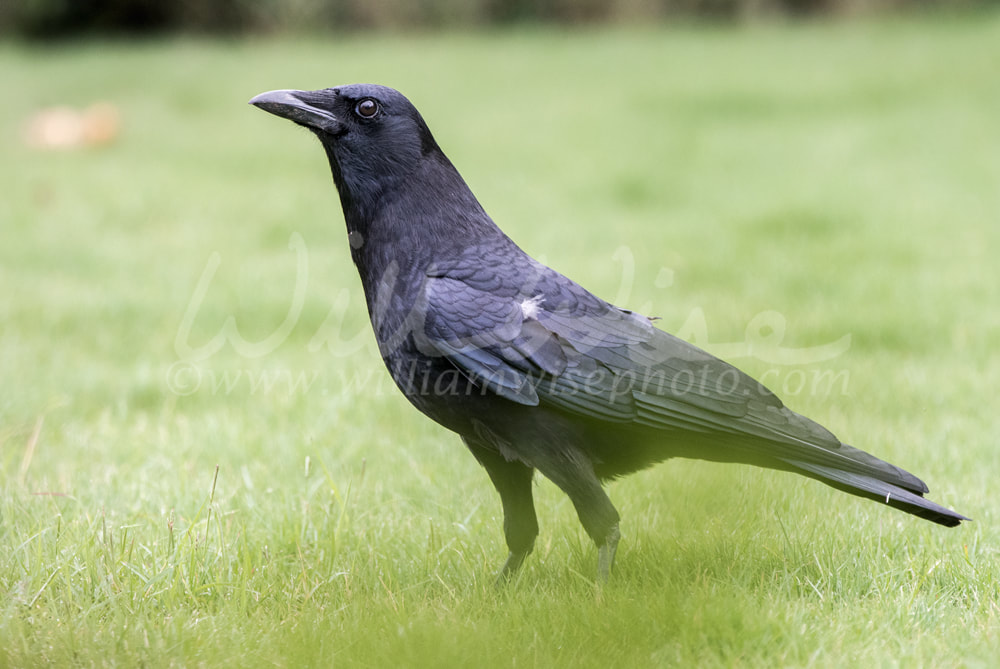 American Crow Picture