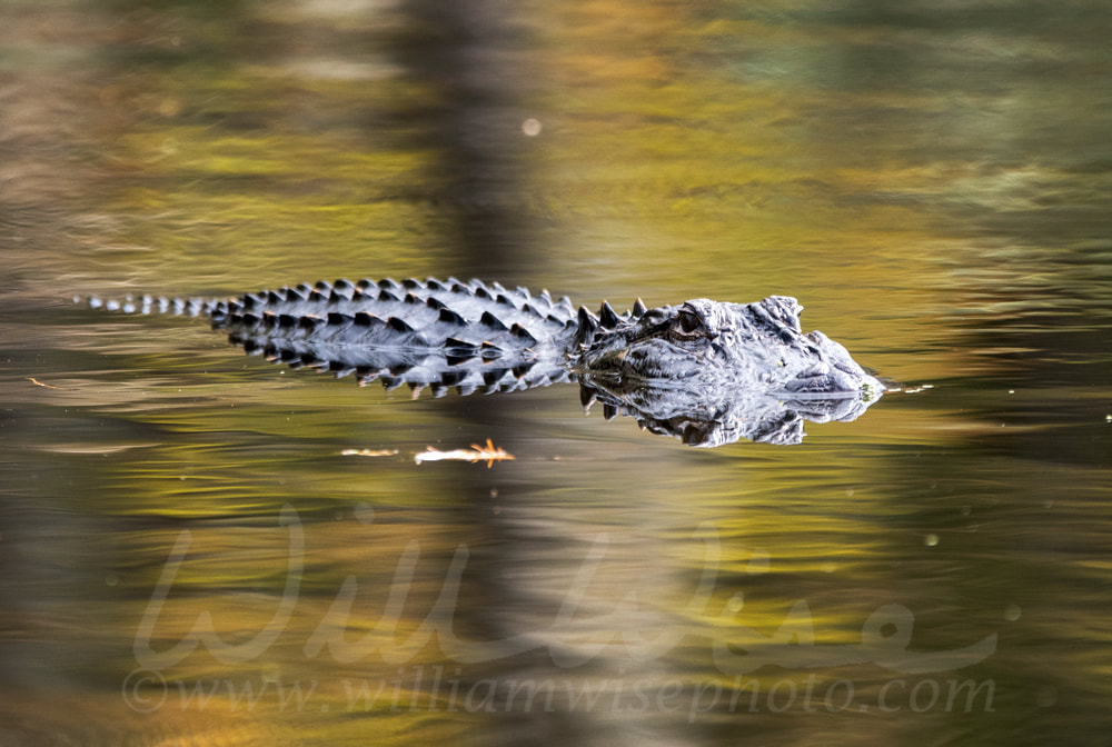 Greenfield Lake Park Alligator Picture