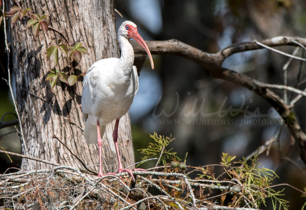 White Ibis perched in a cypress tree in Greenfield Lake Park, Wilmington NC Picture