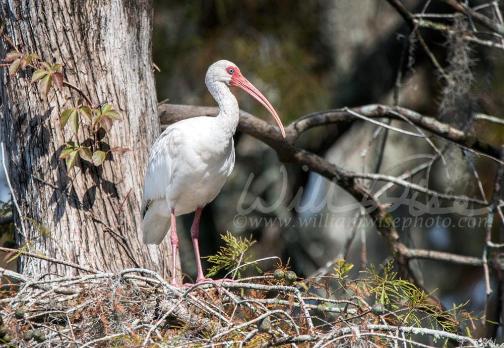 White Ibis perched in a cypress tree in Greenfield Lake Park, Wilmington NC Picture