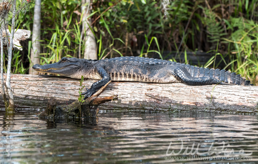 Okefenokee Alligator Picture