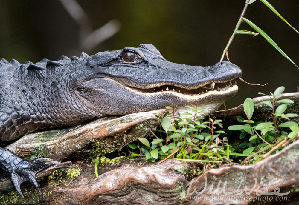 Okefenokee Alligator Picture