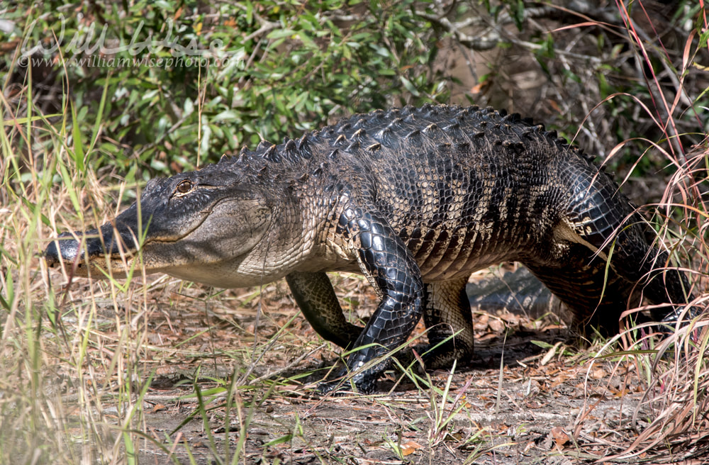 Large American Alligator high walking in Okefenokee Swamp Georgia Picture