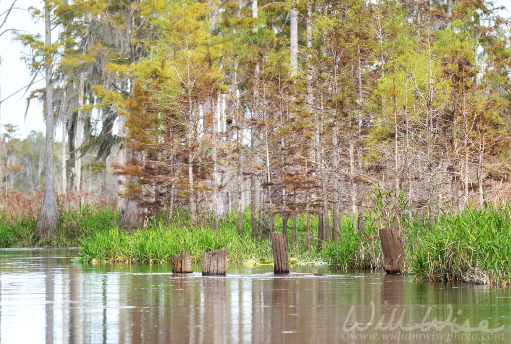 Old logging railroad pylons in Mixon`s Hammock; Okefenokee Swamp National Wildlife Refuge Georgia USA Picture