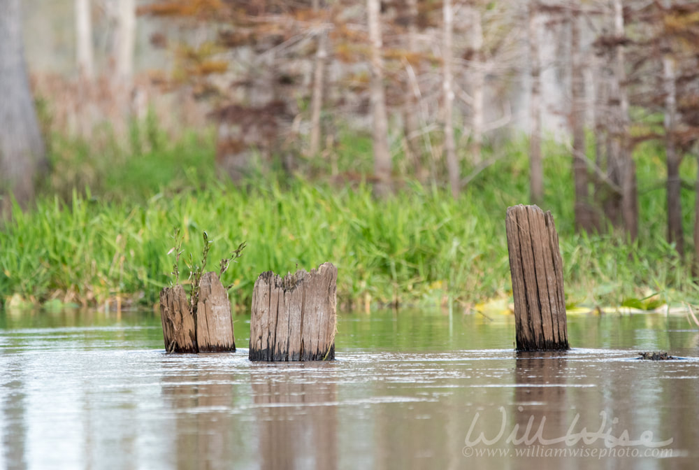 Old logging railroad pylons in Mixon`s Hammock; Okefenokee Swamp National Wildlife Refuge Georgia USA Picture