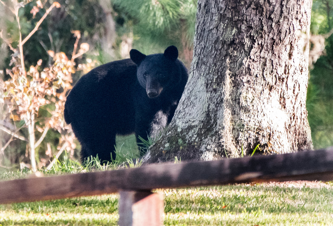 Okefenokee Black Bear Picture