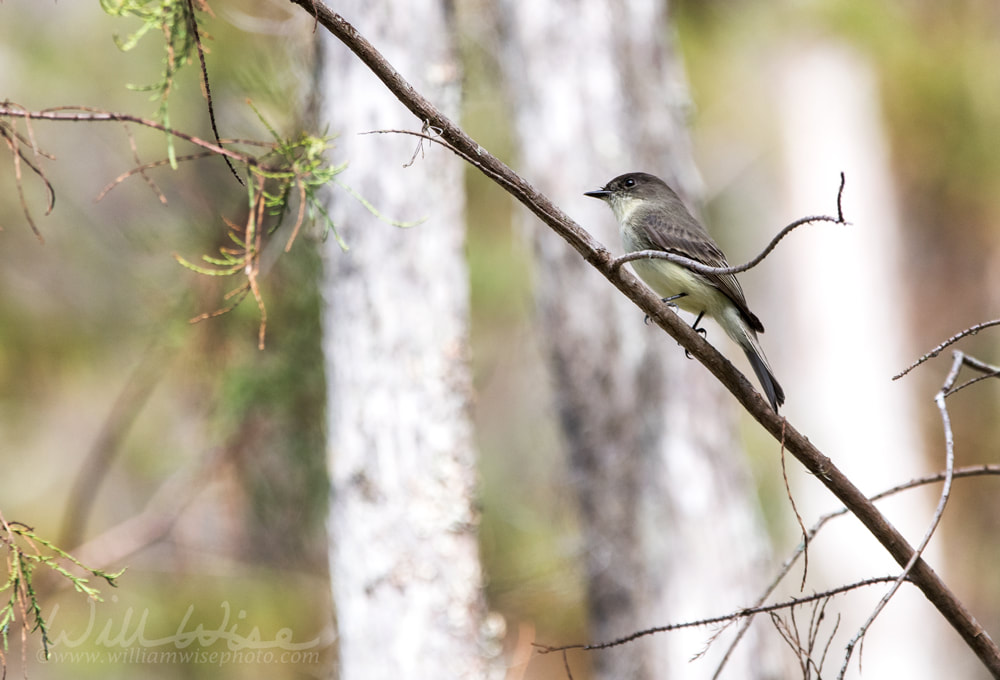 Okefenokee Eastern Phoebe Picture