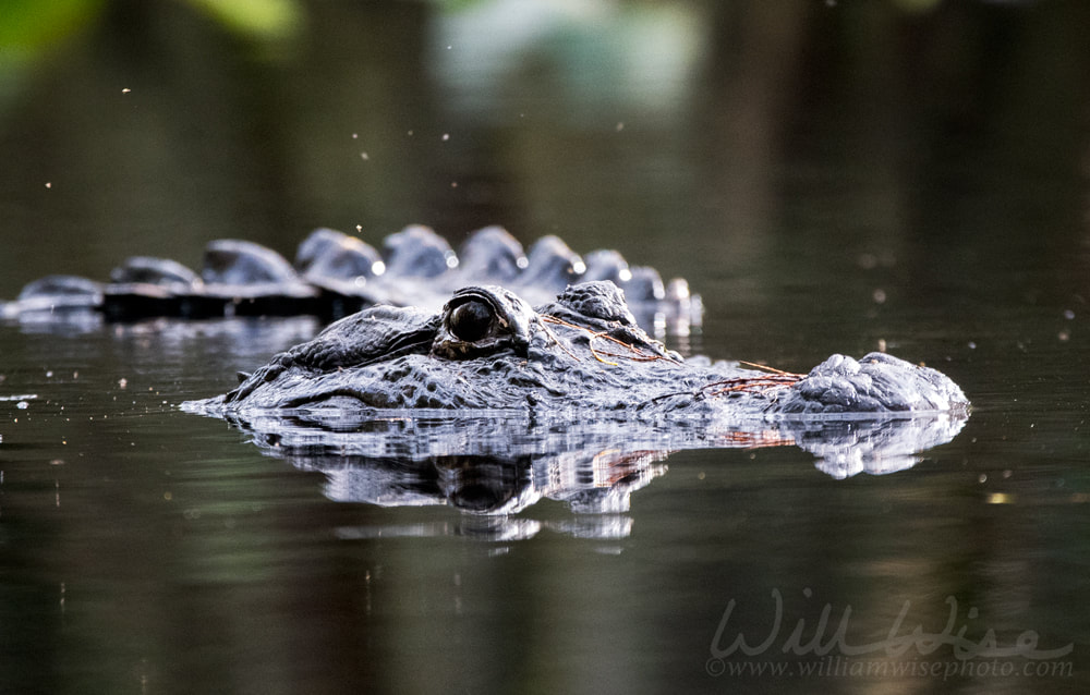 Alligator Epidermal Scutes Picture