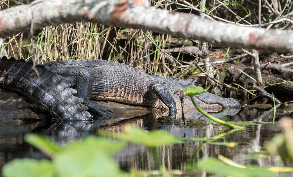 American Alligator Picture