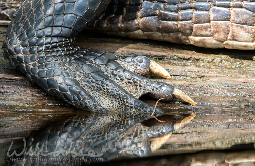 American Alligator anatomy profile showing webbed foot with scales and claws Picture