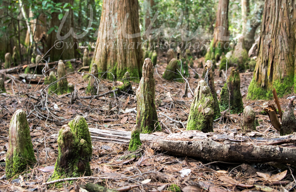 Cypress knees covered in green moss in a gloomy swamp Picture