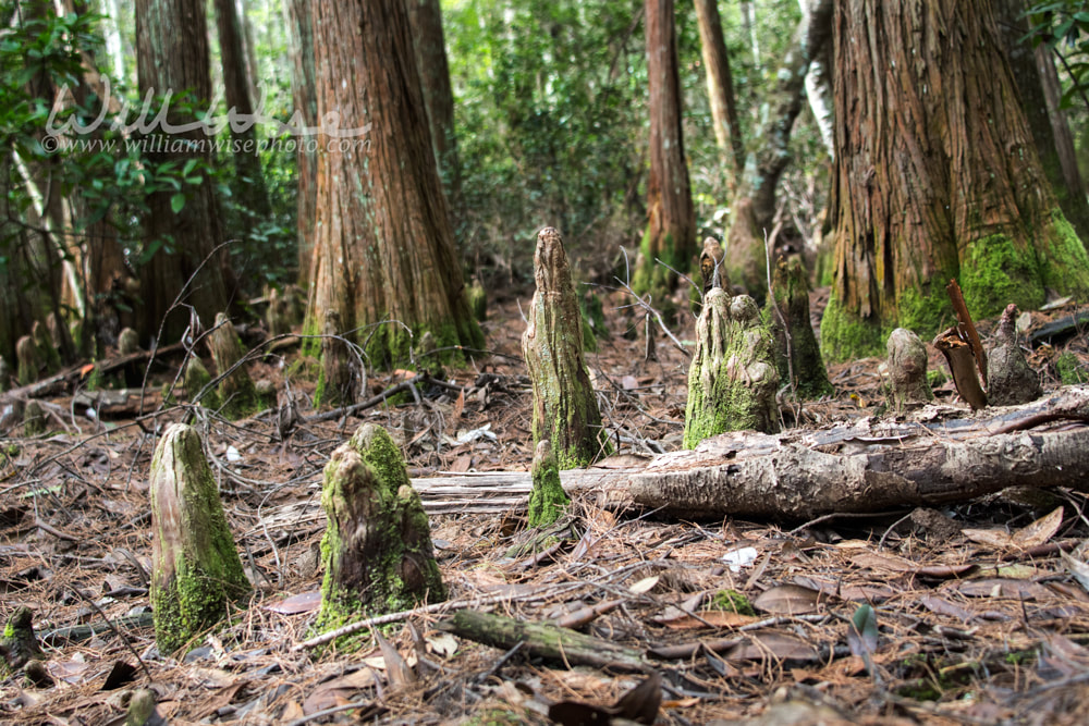 Cypress knees covered in green moss in a gloomy cypress swamp Picture