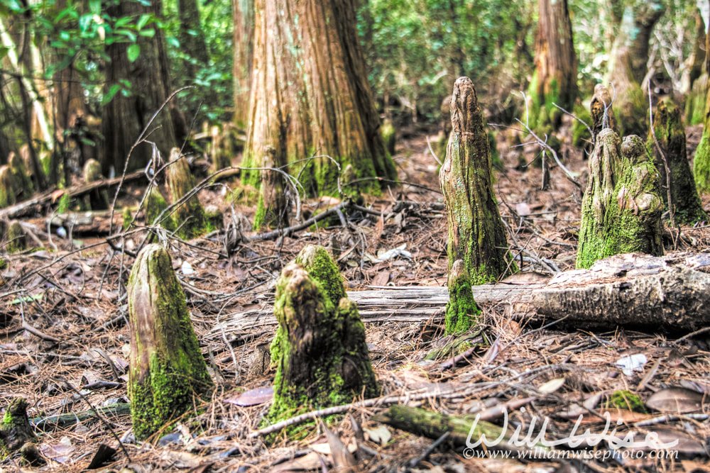 Cypress knees covered in green moss in a gloomy cypress swamp Picture