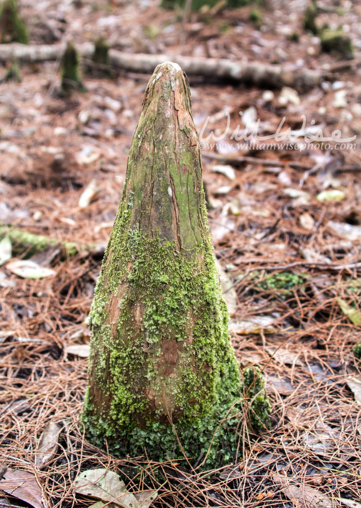Cone shpaed cypress knee covered in green moss Picture