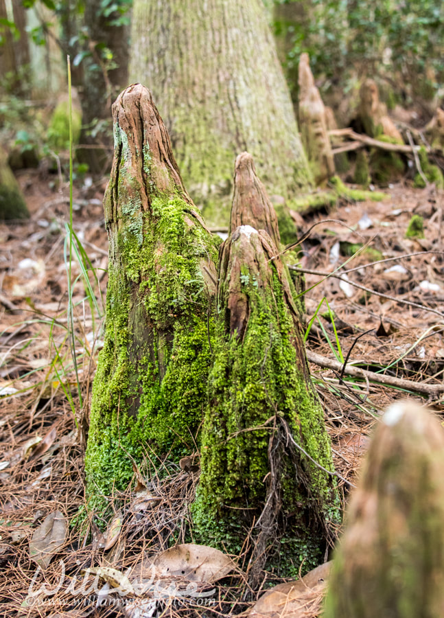 Cypress knees covered in green moss in a gloomy swamp Picture