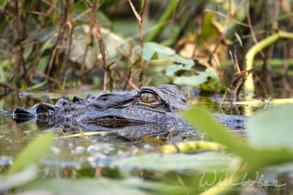 Alligator Picture