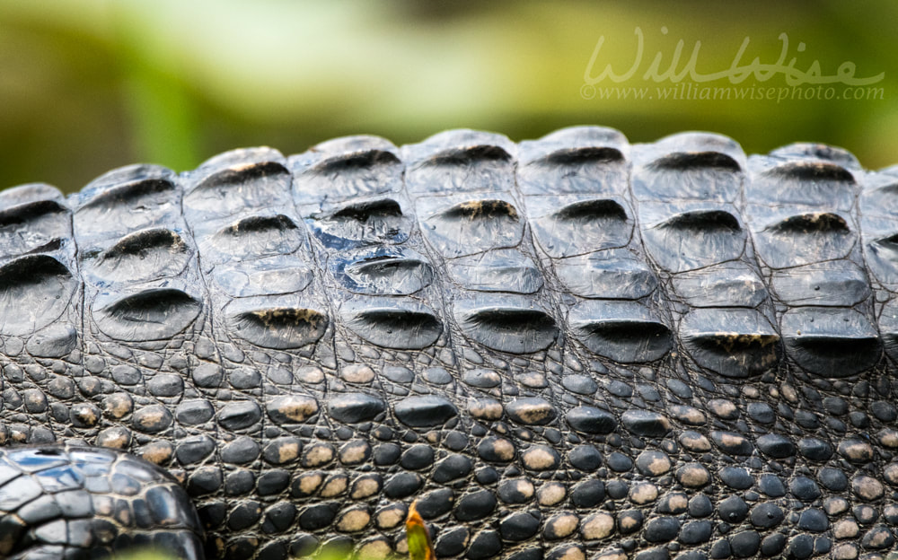 Transverse rows of epidermal scutes on the back of an American Alligator Picture