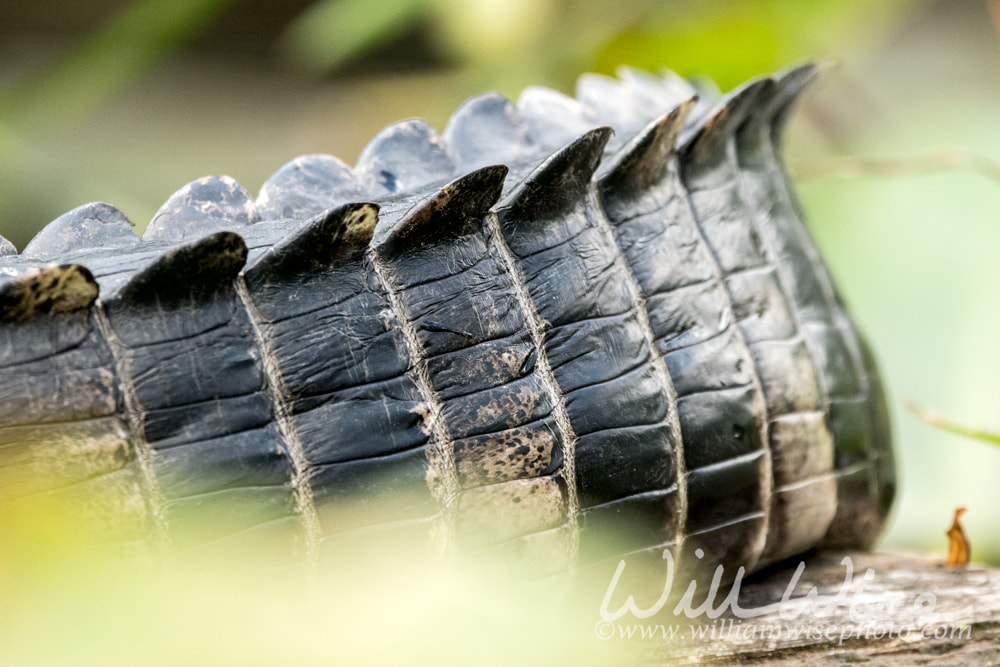 Alligator tail showing tall epidermal scutes scales Picture