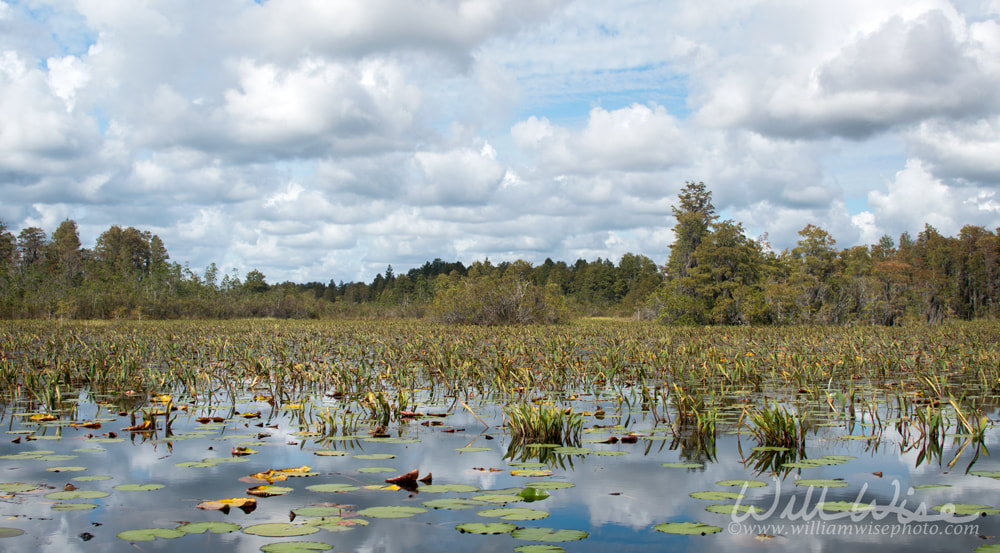 Chesser Prairie landscape in the Okefenokee Swamp Picture