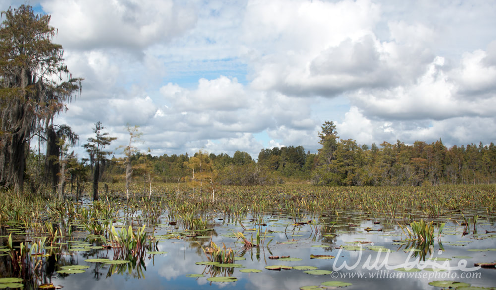 Okefenokee Chesser Prairie Picture