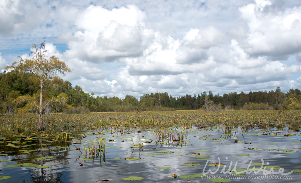 Okefenokee Swamp Prairie Picture