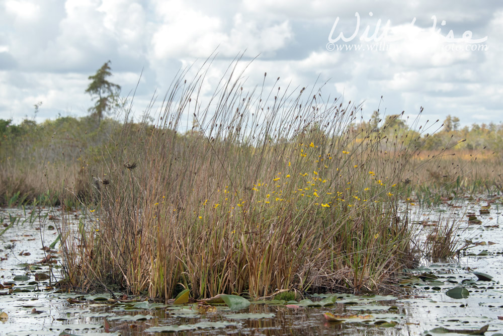 Peat Island Chesser Prairie Picture