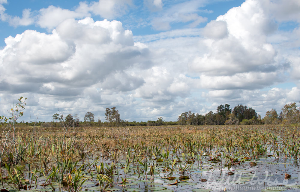 Okefenokee Swamp Prairie Habitat landscape panorama Picture
