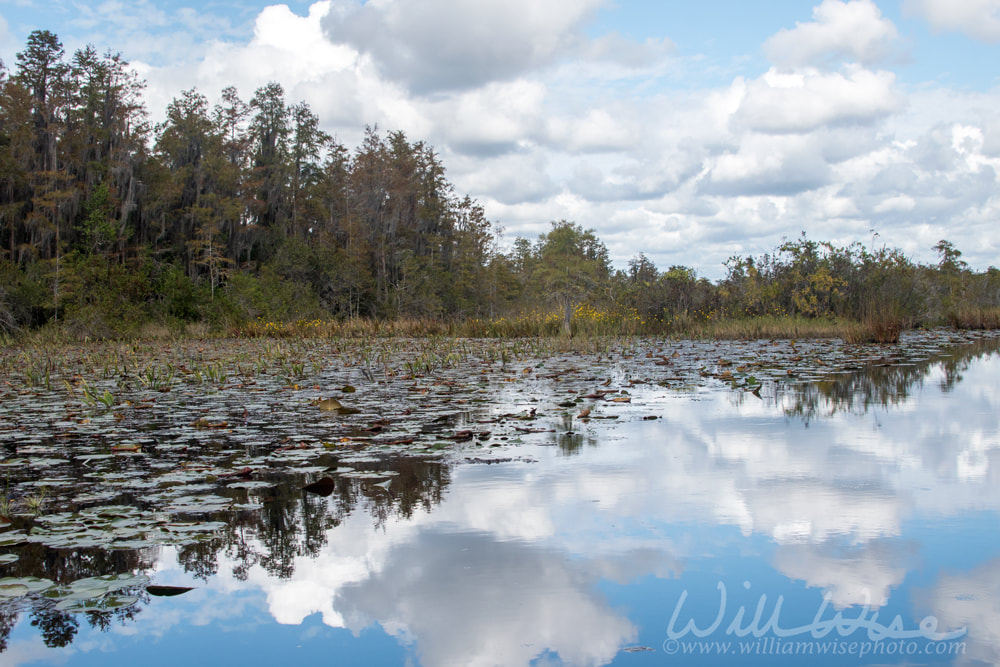 Okefenokee Swamp Prairie Habitat landscape panorama Picture