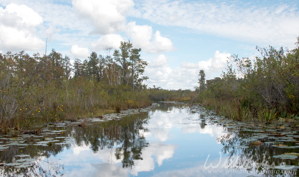 Tater Rake Run Kayak trail through Chesser Prairie in the Okefenokee Swamp National Wildlife Refuge Conservation Area, Georgia USA Picture