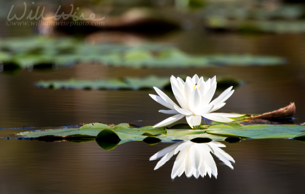 White Water Lily Picture