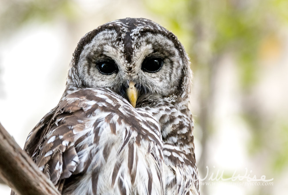Okefenokee Barred Owl Picture
