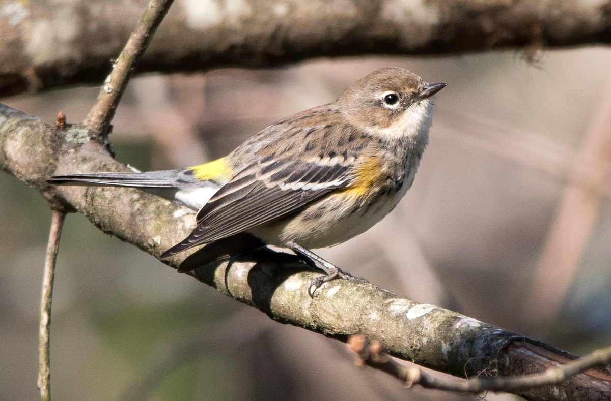 Yellow Rumped Warbler Picture