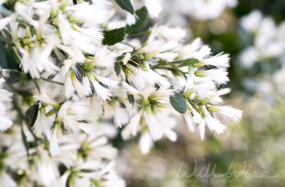 Groundsel Tree Flowers Picture