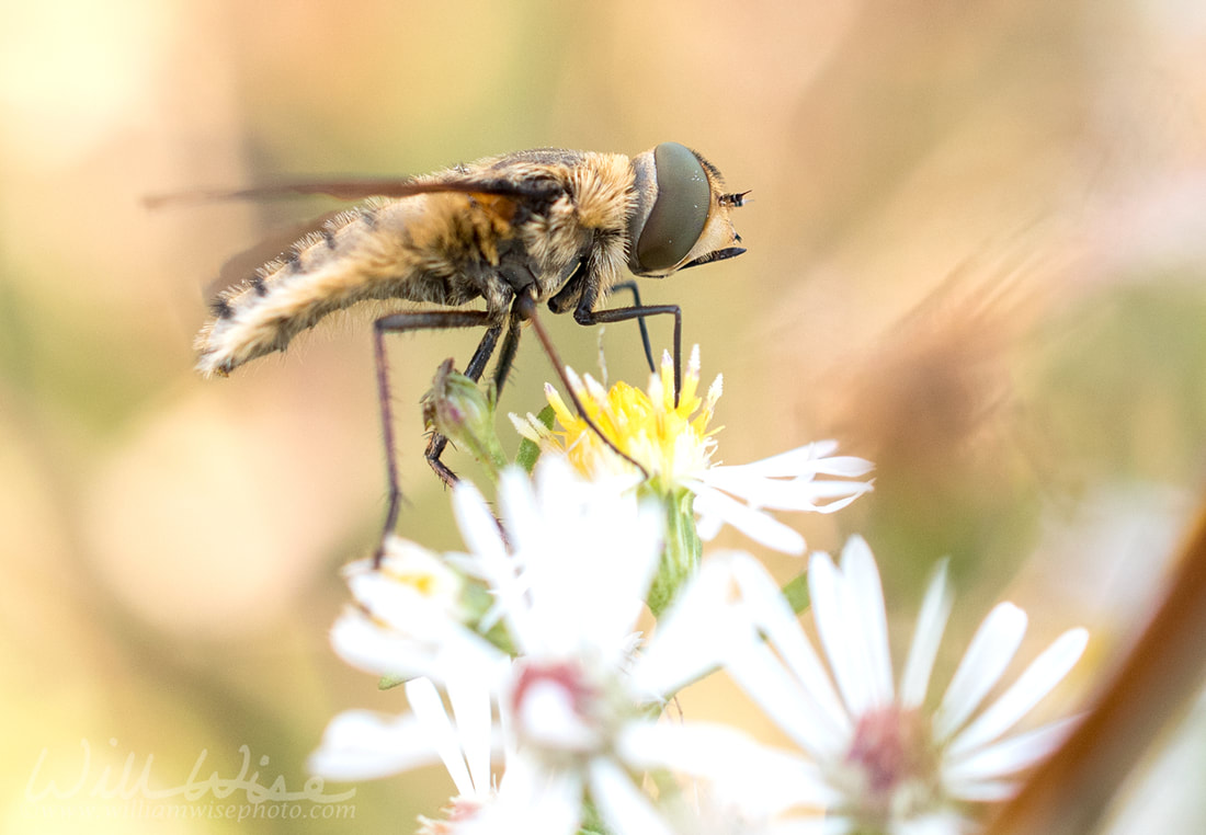 Large horse fly on wildflower Picture