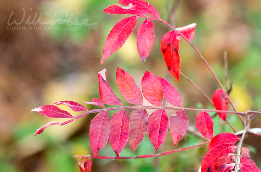 Shining Sumac Picture