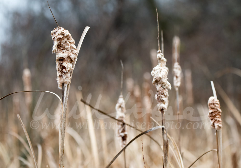 Dry brown cattail bulrush in cold winter marsh Picture