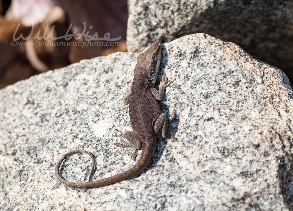 Green Anole lizard in brown color while basking on a rock on a cold day Picture