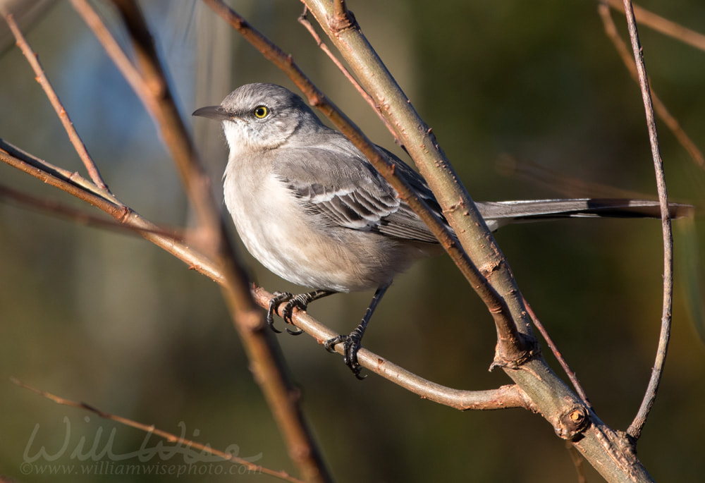 Northern Mockingbird birding ornithology photography Picture