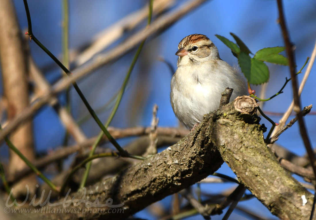 Chipping Sparrow Picture