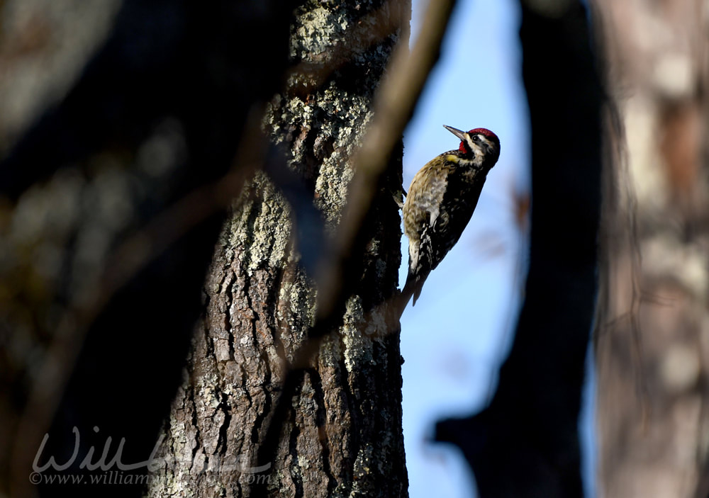 Yellow Bellied Sapsucker woodpecker bird Georgia USA Picture