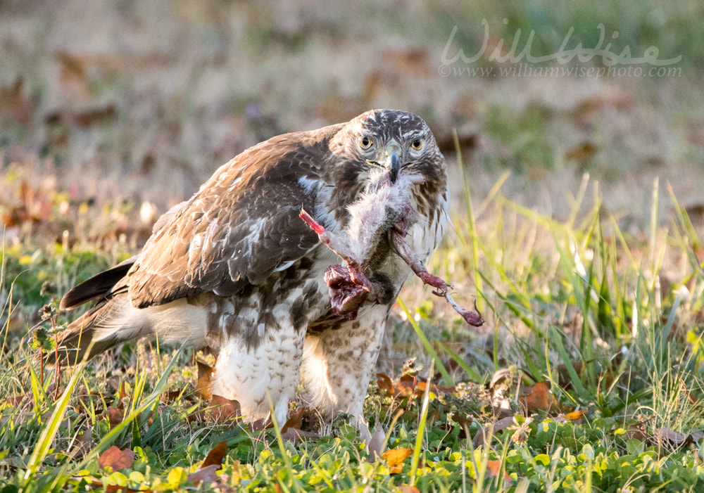 Red-tailed Hawk raptor bird of prey eating a dead squirrel Picture