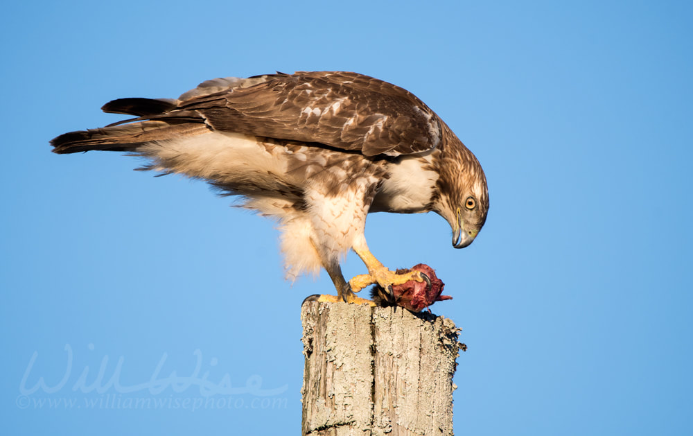 Red-tailed Hawk raptor bird of prey eating a dead squirrel Picture