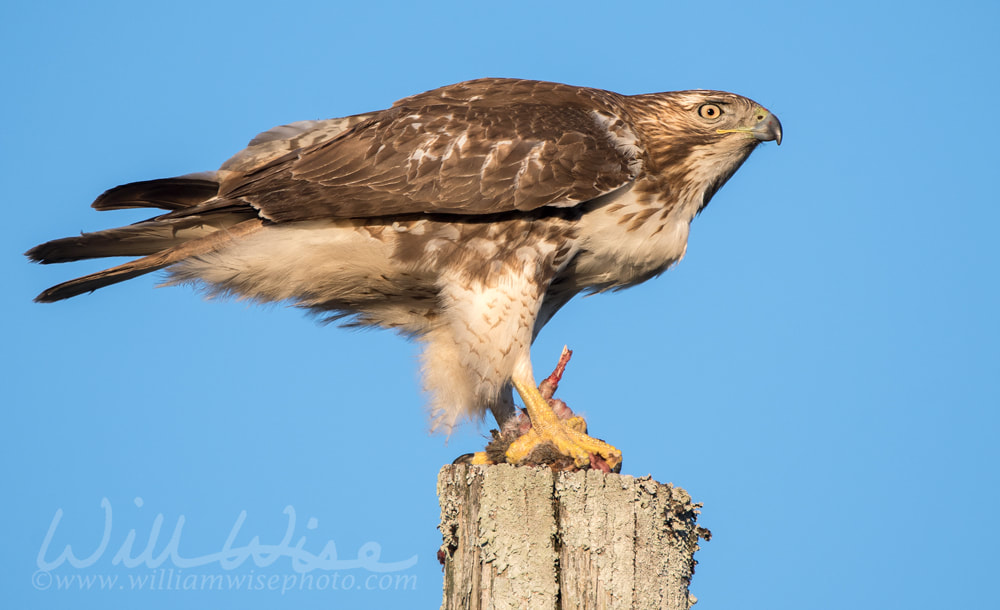 Red-tailed Hawk raptor bird of prey eating a dead squirrel Picture