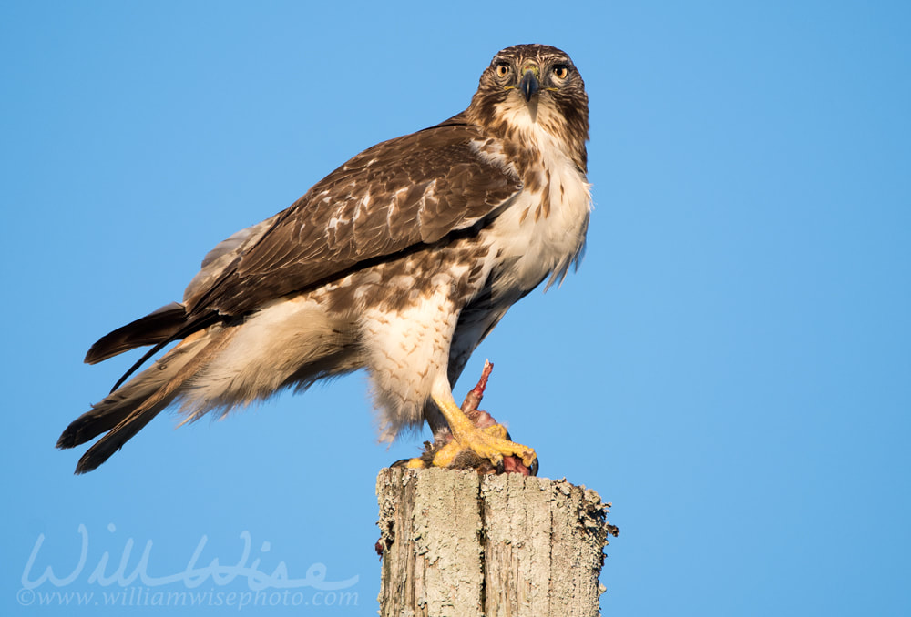 Red-tailed Hawk raptor bird of prey eating a dead squirrel Picture