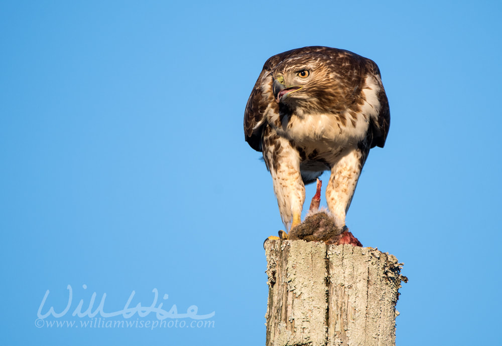 Red-tailed Hawk raptor bird of prey eating a dead squirrel Picture
