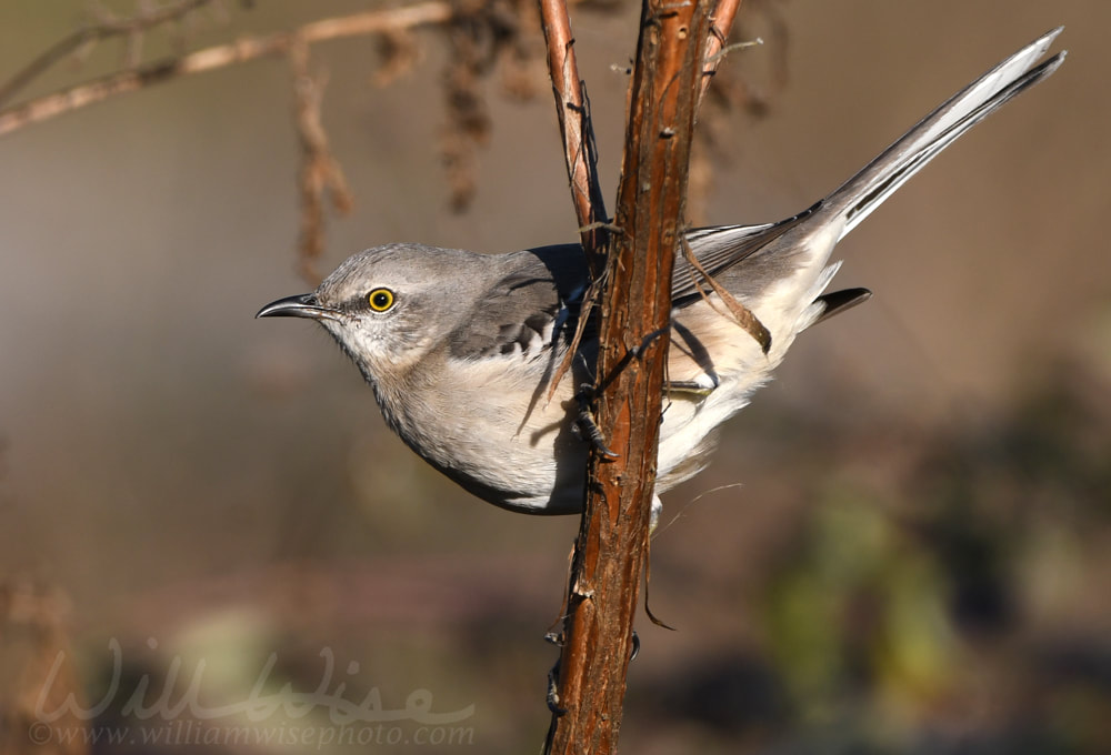 Northern Mockingbird songbird Georgia USA birding Picture