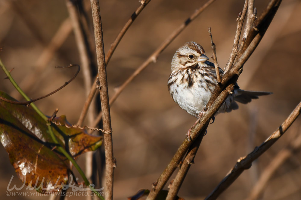 Song Sparrow song bird Georgia USA Picture