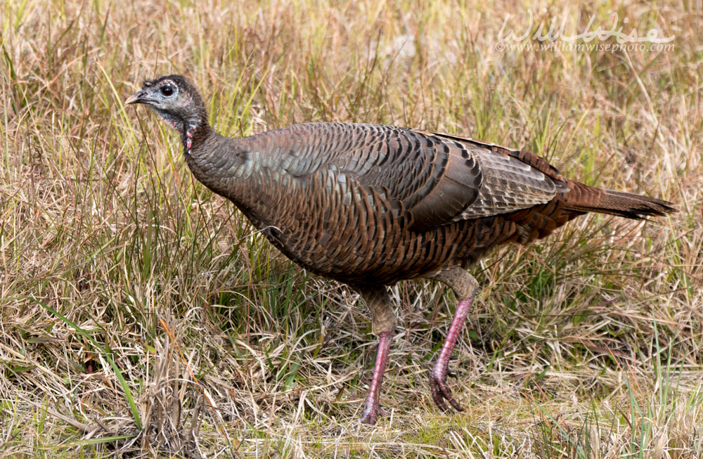 Wild Turkey foraging in the Okefenokee National Wildlife Refuge, Georgia Picture